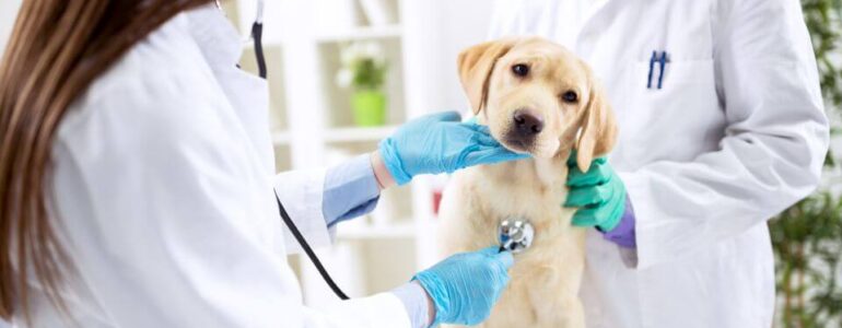 Punteggio minimo Veterinaria 2023