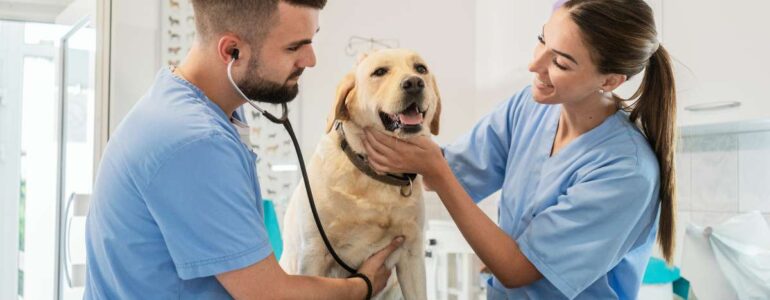 Veterinario - percorso di studi e requisiti per accedere alla professione