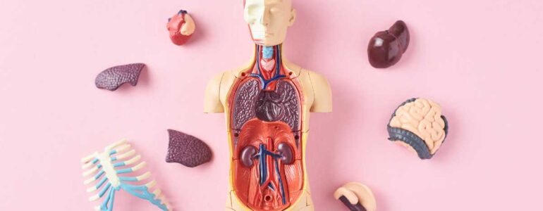 anatomia del corpo umano