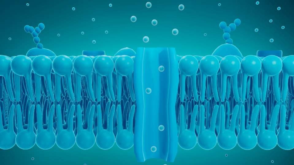 membrana plasmatica