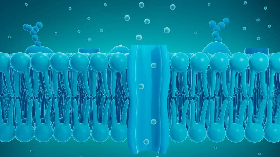 membrana plasmatica