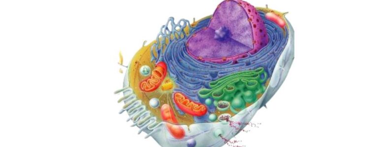 lisosomi - ruolo e importanza biologica