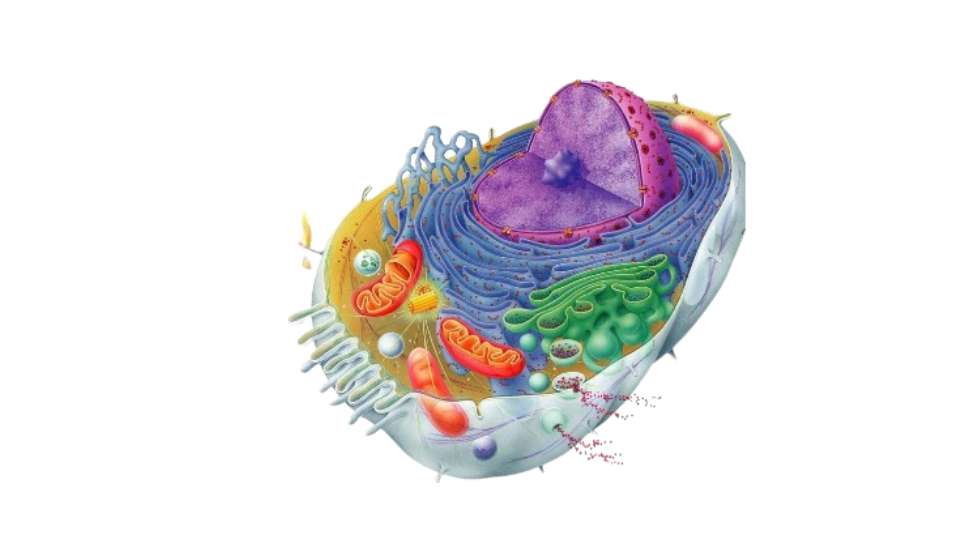 lisosomi - ruolo e importanza biologica