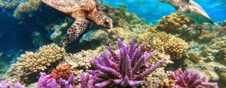 barriera corallina - ruolo nell'ecosistema