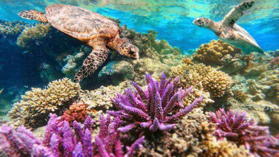 barriera corallina - ruolo nell'ecosistema