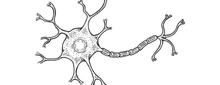cellule staminali - cosa sono