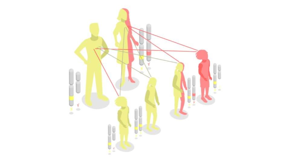 leggi di Mendel - importanza nella genetica