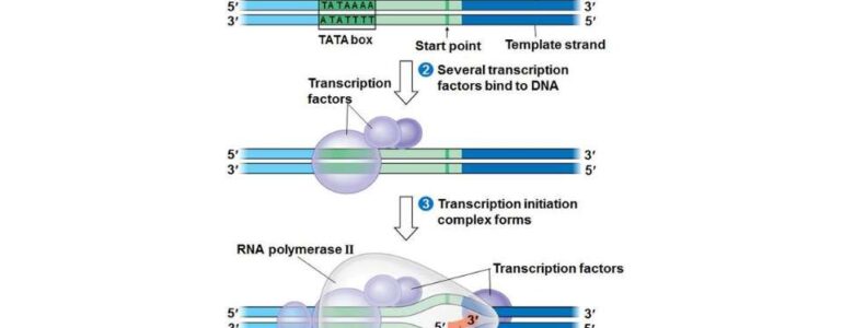 TATA box - il ruolo chiave nella regolazione dell’espressione genica