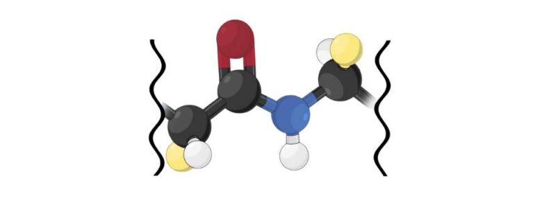 Legame peptidico - come si forma e qual è la sua funzione