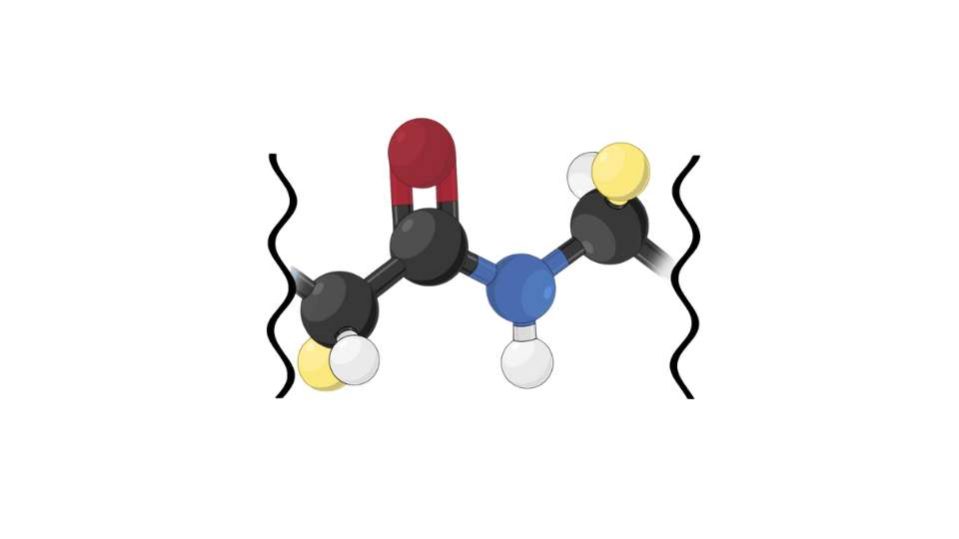 Legame peptidico - come si forma e qual è la sua funzione