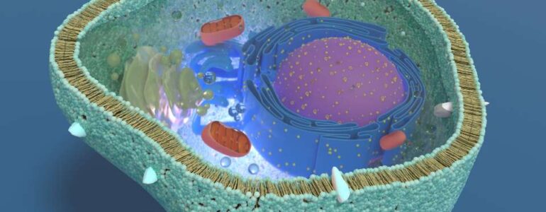 apparato di Golgi - struttura