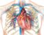 il cuore - anatomia