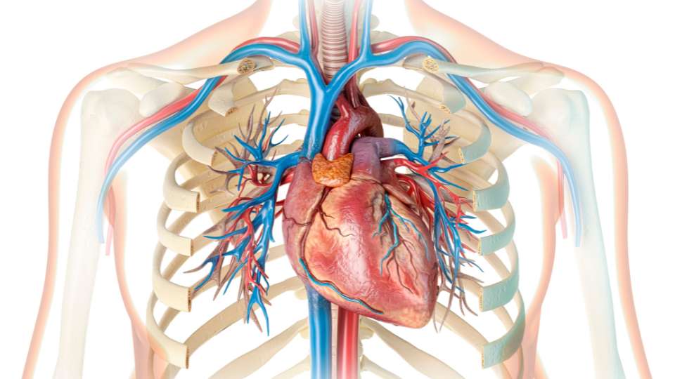 il cuore - anatomia