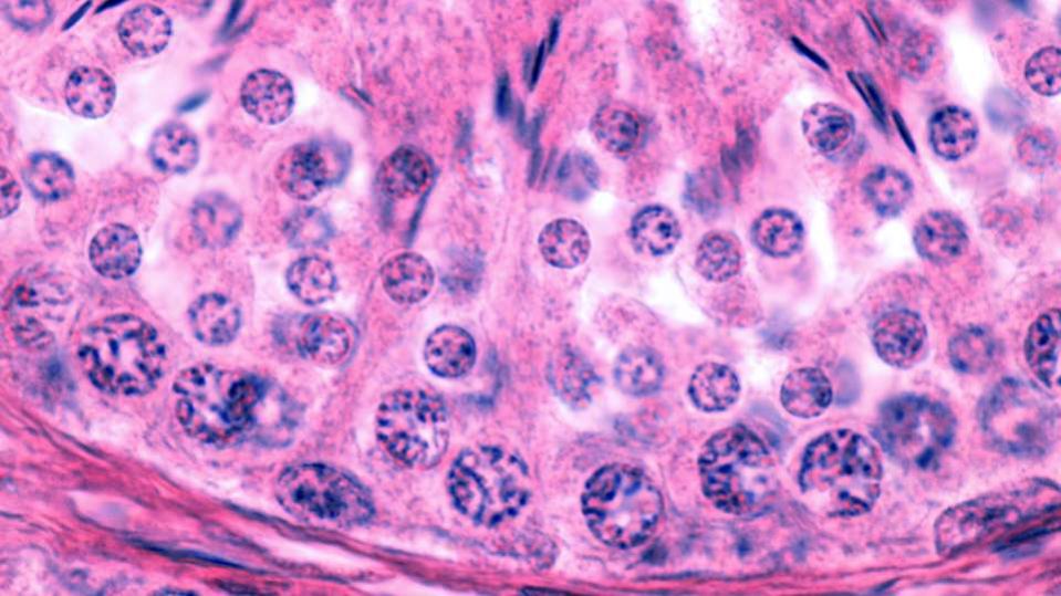 Come funziona il processo di spermatogenesi