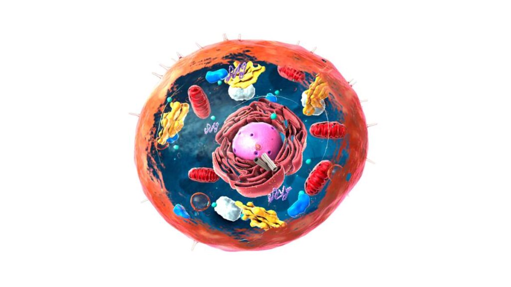 Le caratteristiche della cellula eucariote