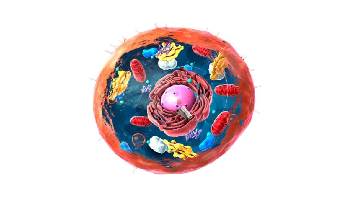 Le caratteristiche della cellula eucariote