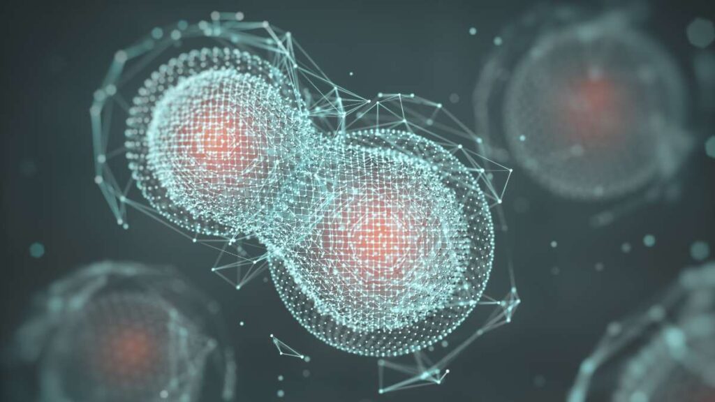 meiosi - processo e fasi