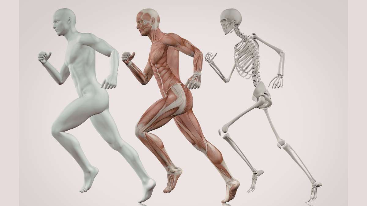 Anatomia umana - cosa sapere sul corpo e i suoi sistemi