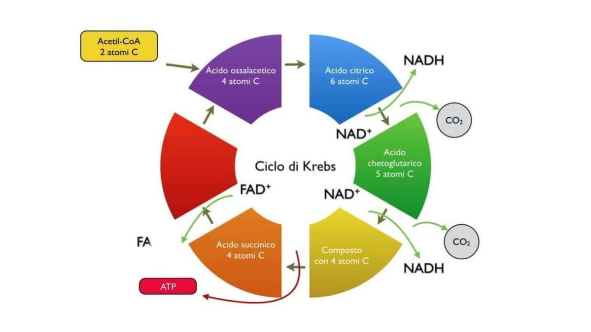 Ciclo di Krebs - perché è centrale per Medicina e Biologia