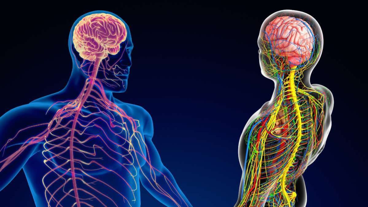 Come funziona il sistema nervoso? Scopri tutto quello che devi sapere