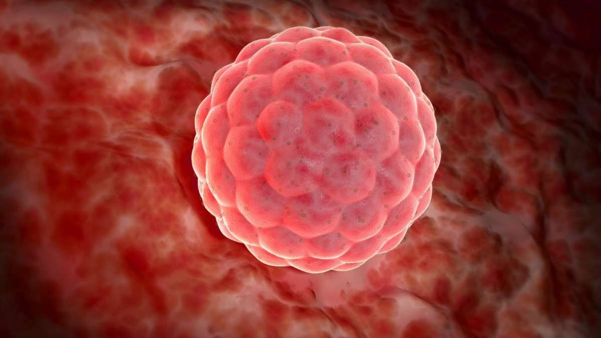 Embriogenesi umana - cosa succede nelle diverse fasi