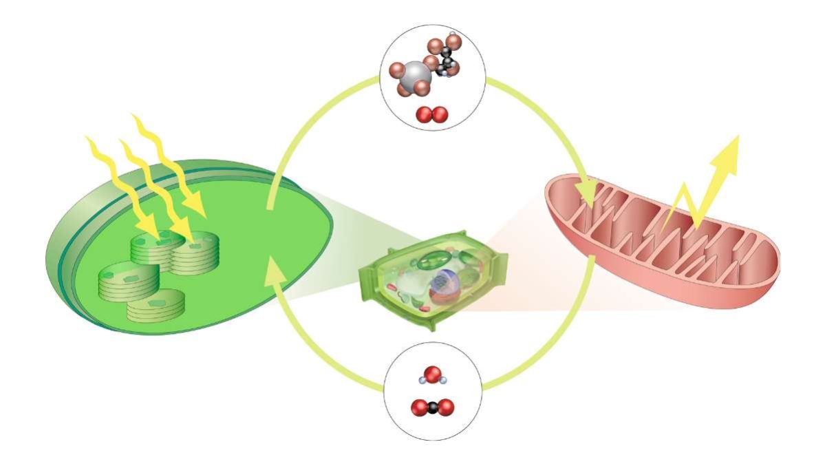 Come funziona la fotosintesi - dalla luce all’ossigeno