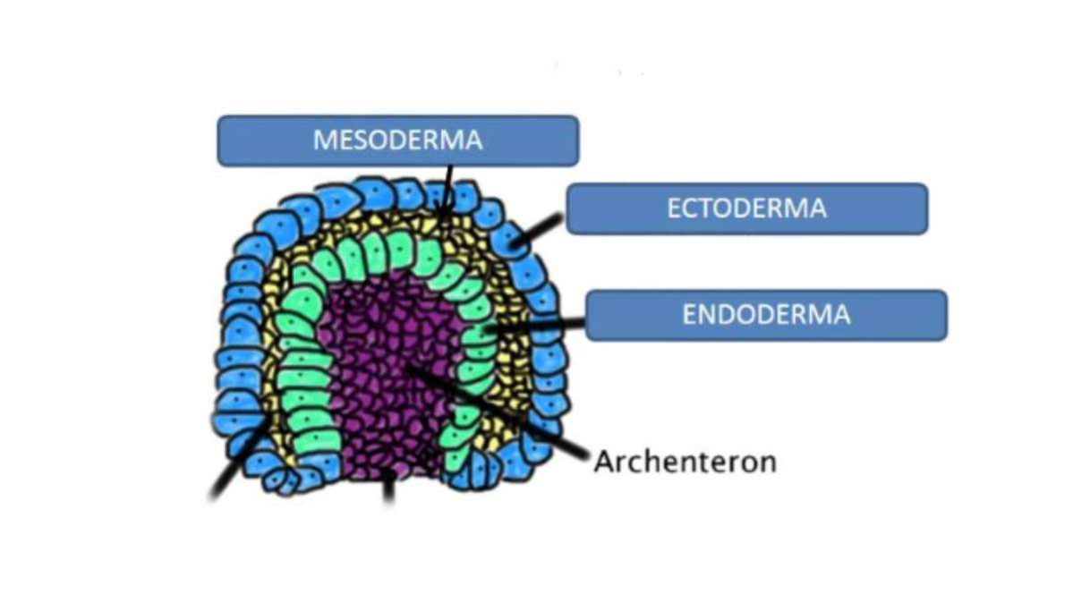 Endoderma negli embrioni - ruolo chiave nella formazione degli organi interni
