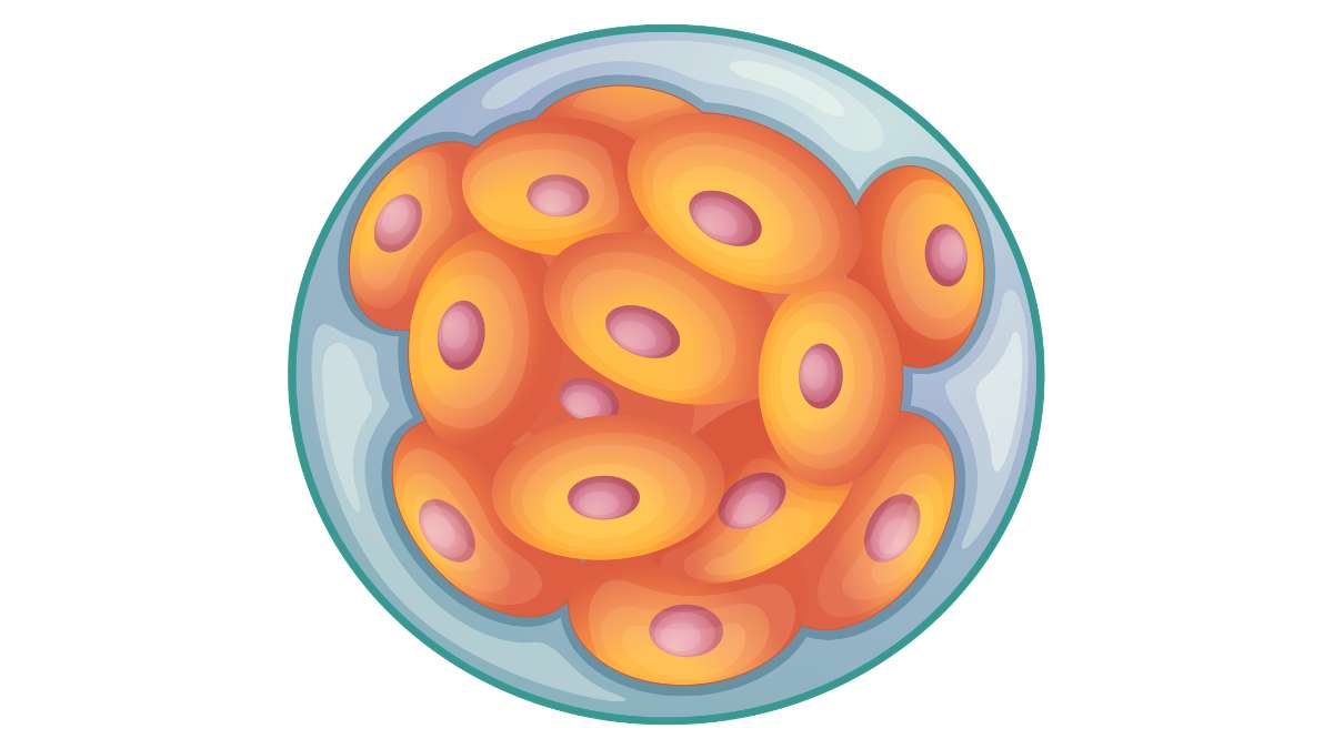 Morula - tutto quello che devi sapere sulla fase tra zigote e blastocisti