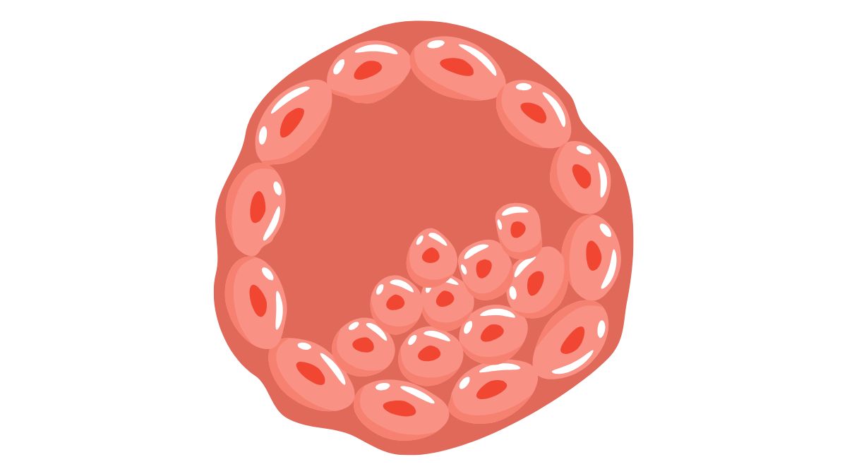 Le funzioni del trophoblasto - dalla placenta alle diagnosi prenatali
