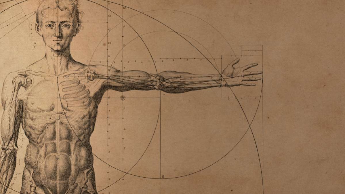 Le quattro tipologie nella fisiologia dei tessuti spiegate