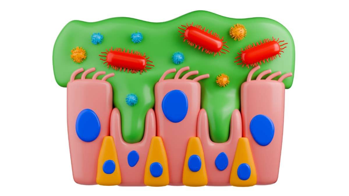 Le membrane mucose - funzioni e importanza nella salute umana